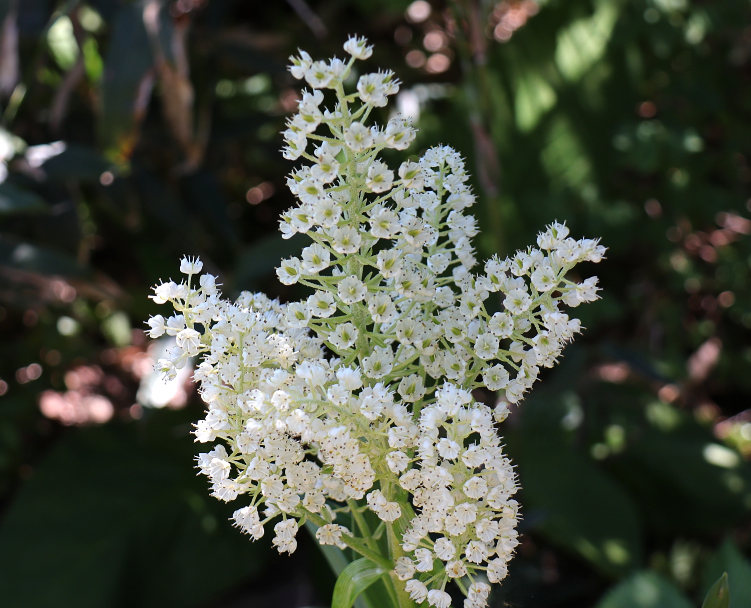 コバイケイソウ 山川草木図譜