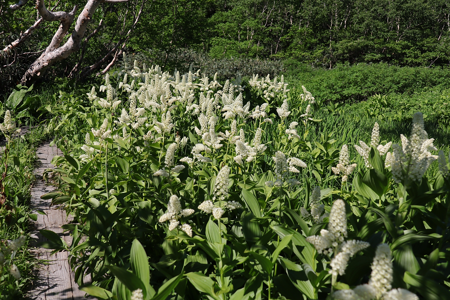 コバイケイソウ 山川草木図譜