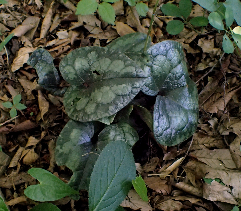 カンアオイ 山川草木図譜