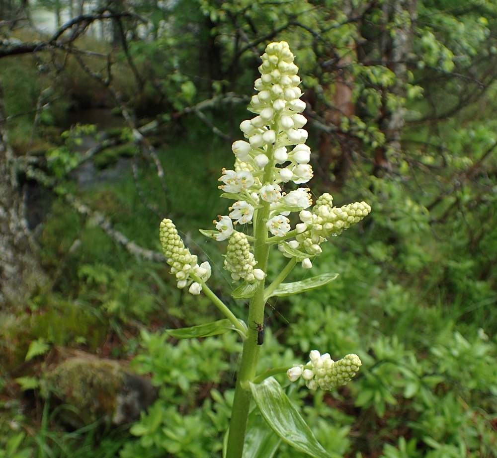 コバイケイソウ 山川草木図譜