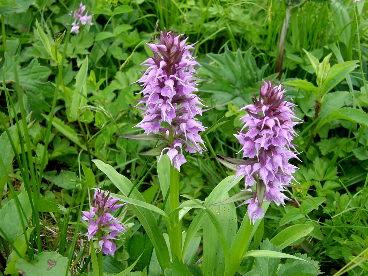 ハクサンチドリ 山川草木図譜