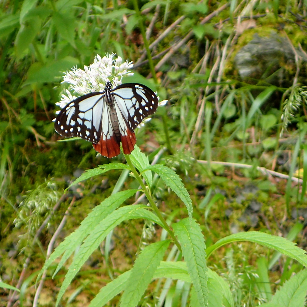 2015/08 北沢峠 花にやってくるアサギマダラ
