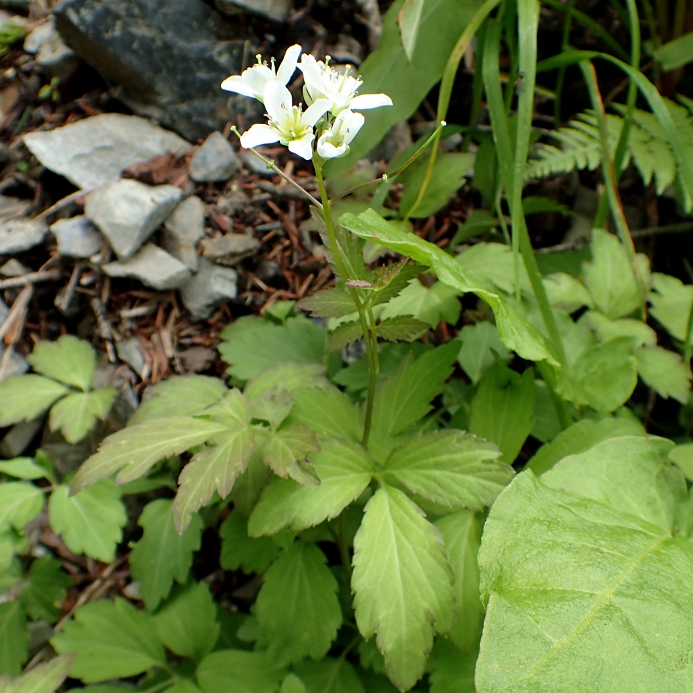 ヒロハコンロンソウ 山川草木図譜