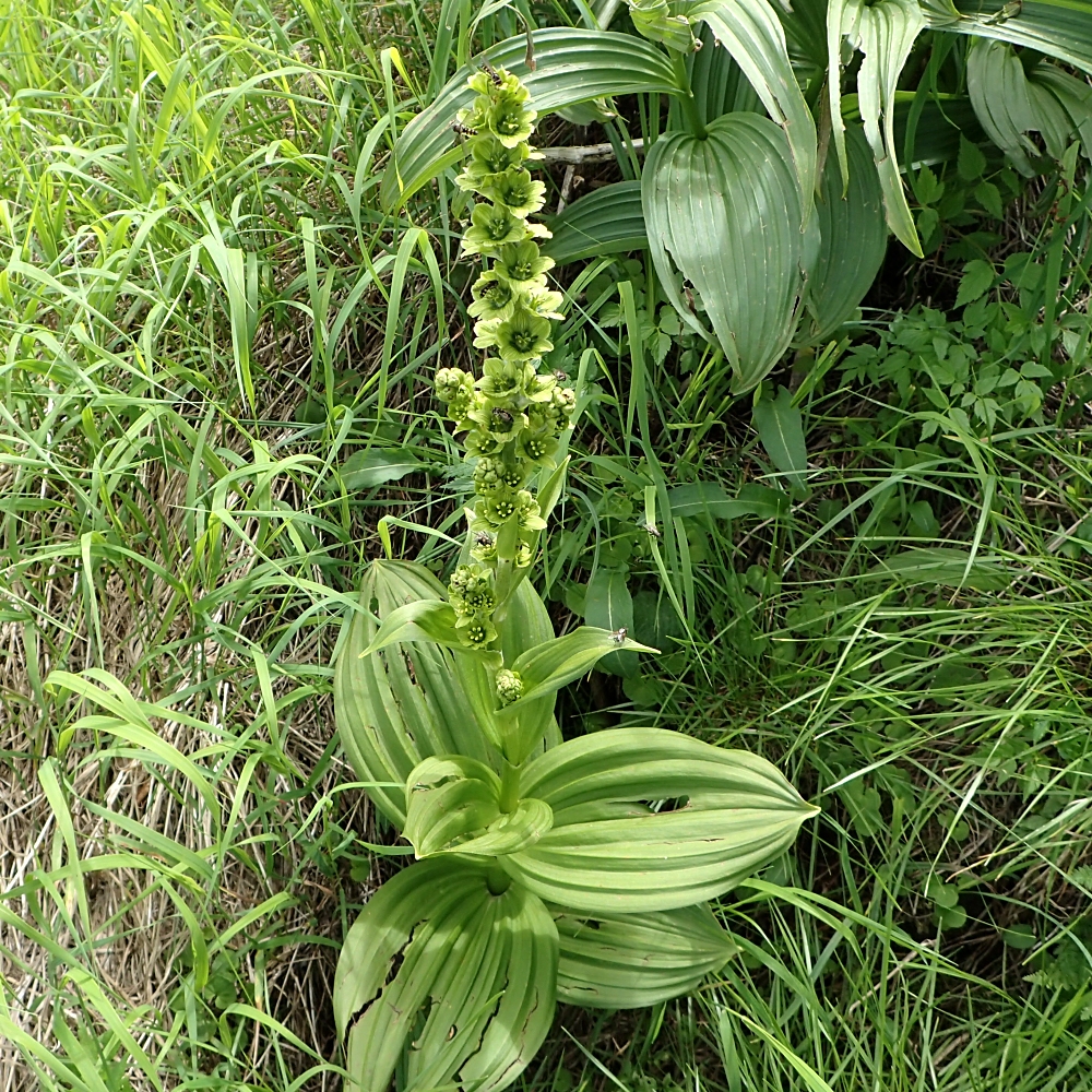 ミヤマバイケイソウ 山川草木図譜