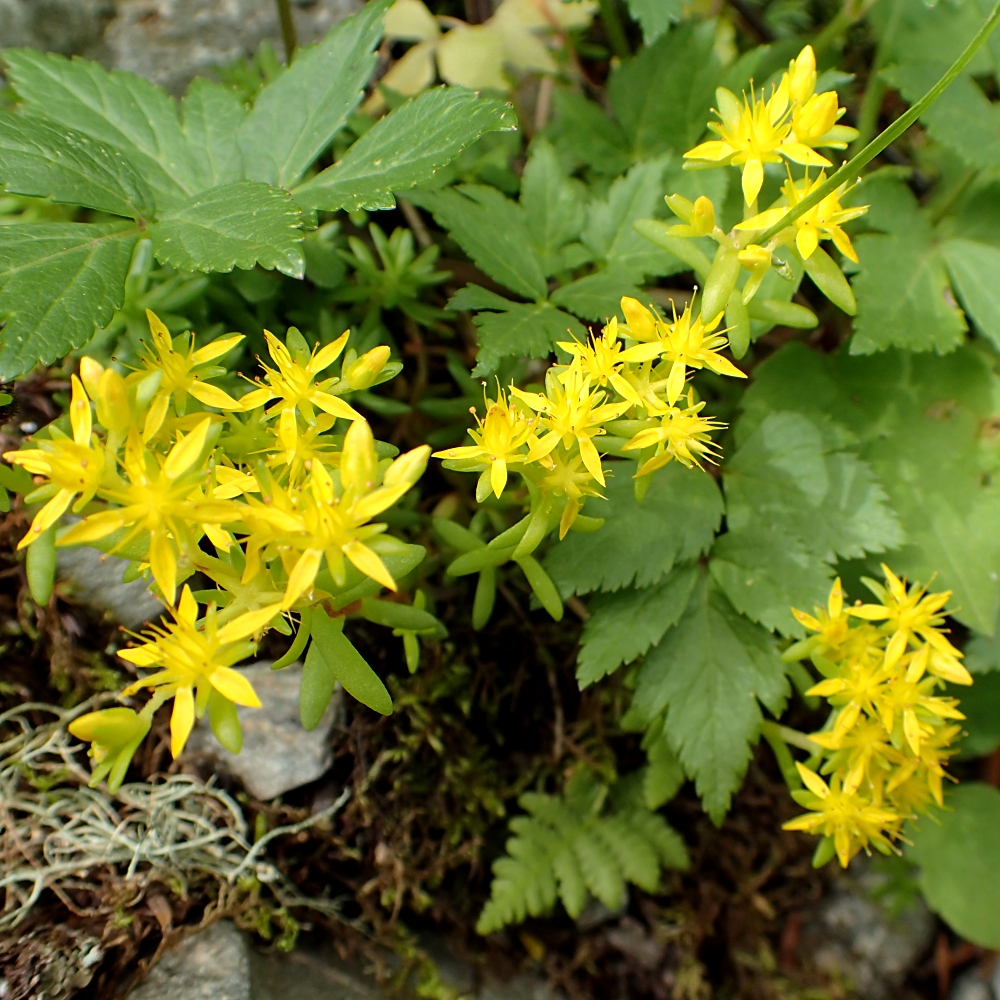 ミヤママンネングサ 山川草木図譜 ミヤママンネングサ 山川草木図譜