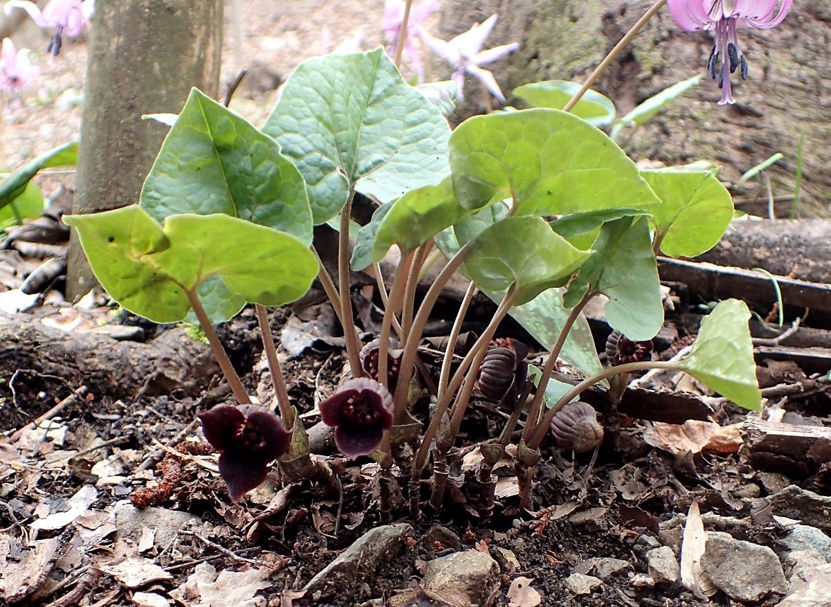 ウスバサイシン 山川草木図譜