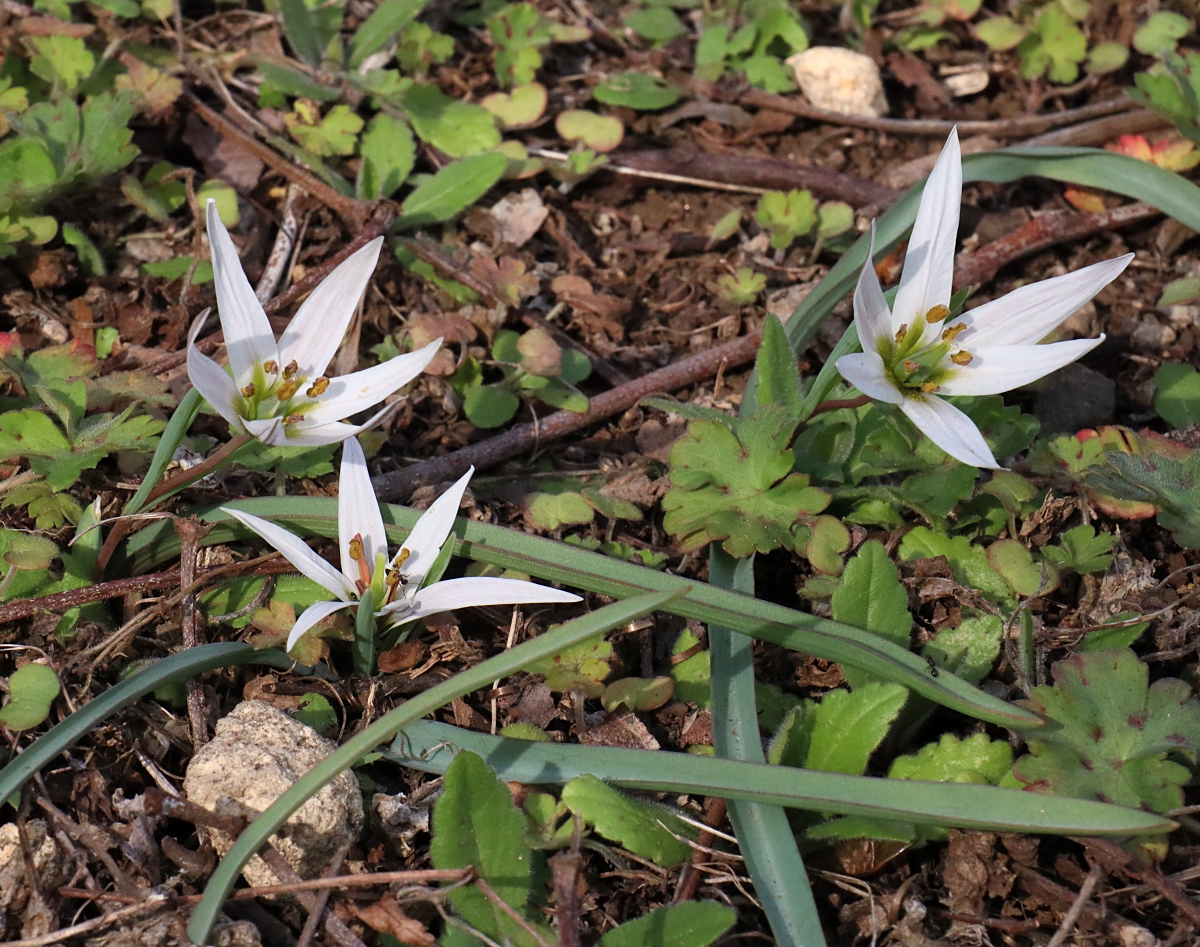 アマナ 山川草木図譜