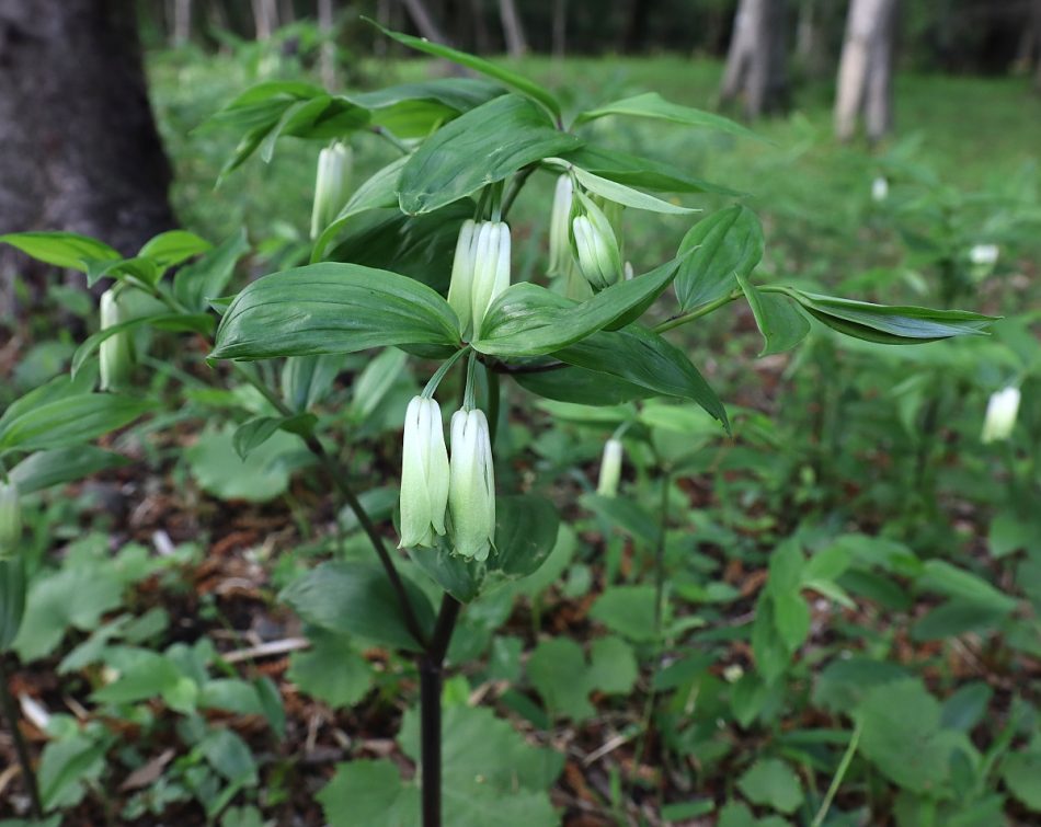 イヌサフラン科 山川草木図譜