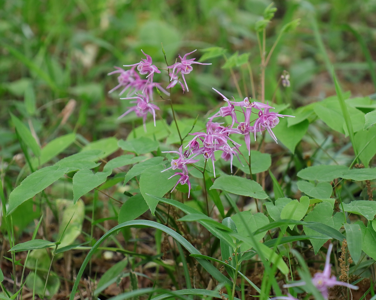 イカリソウ 山川草木図譜