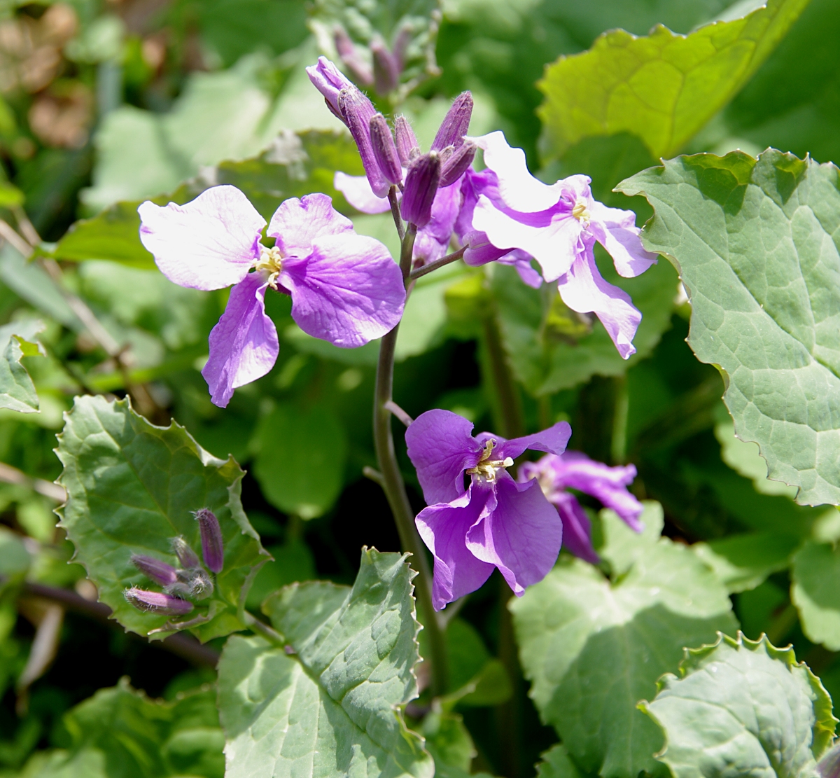 オオアラセイトウ 山川草木図譜