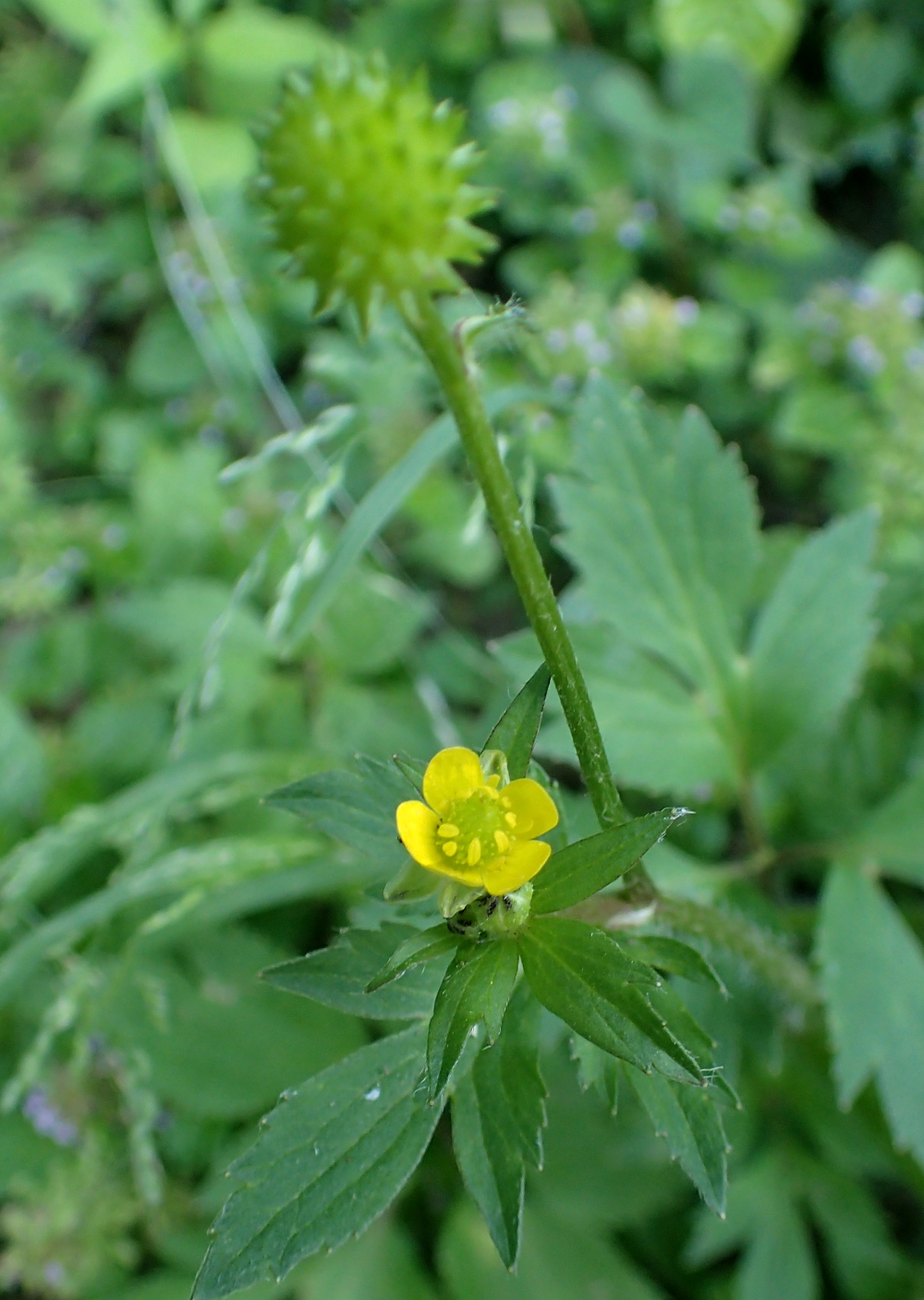 ケキツネノボタン 山川草木図譜