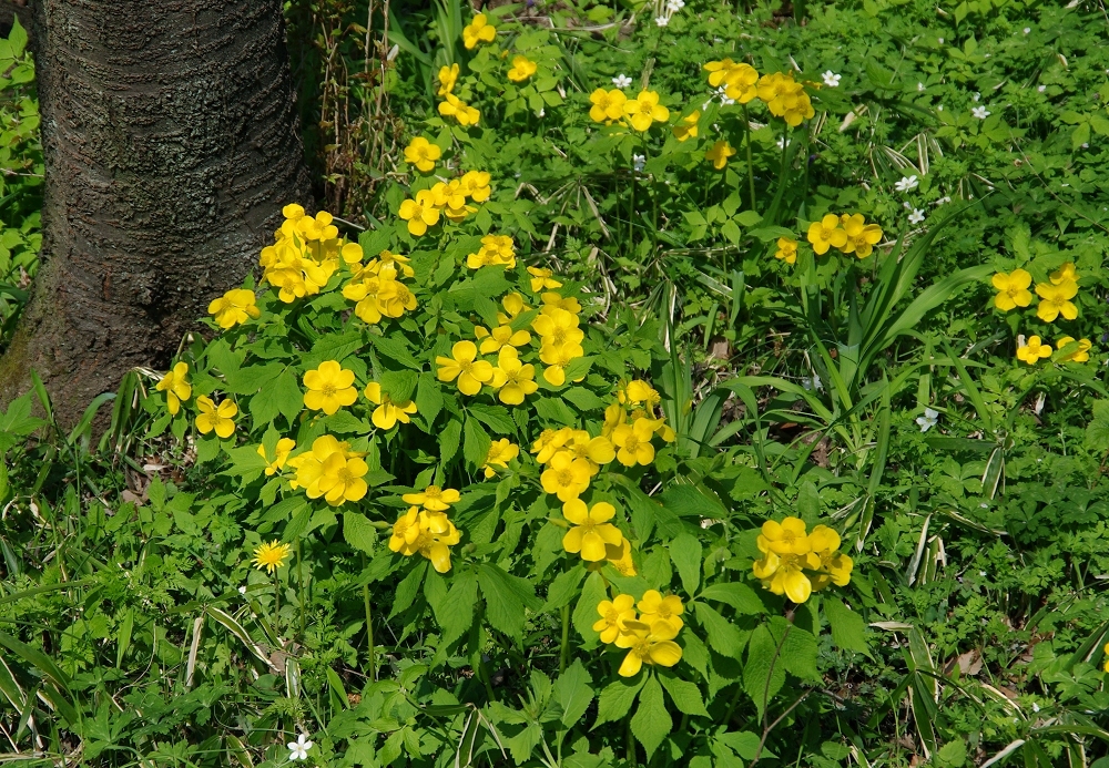 ヤマブキソウ 山川草木図譜 ヤマブキソウ 山川草木図譜