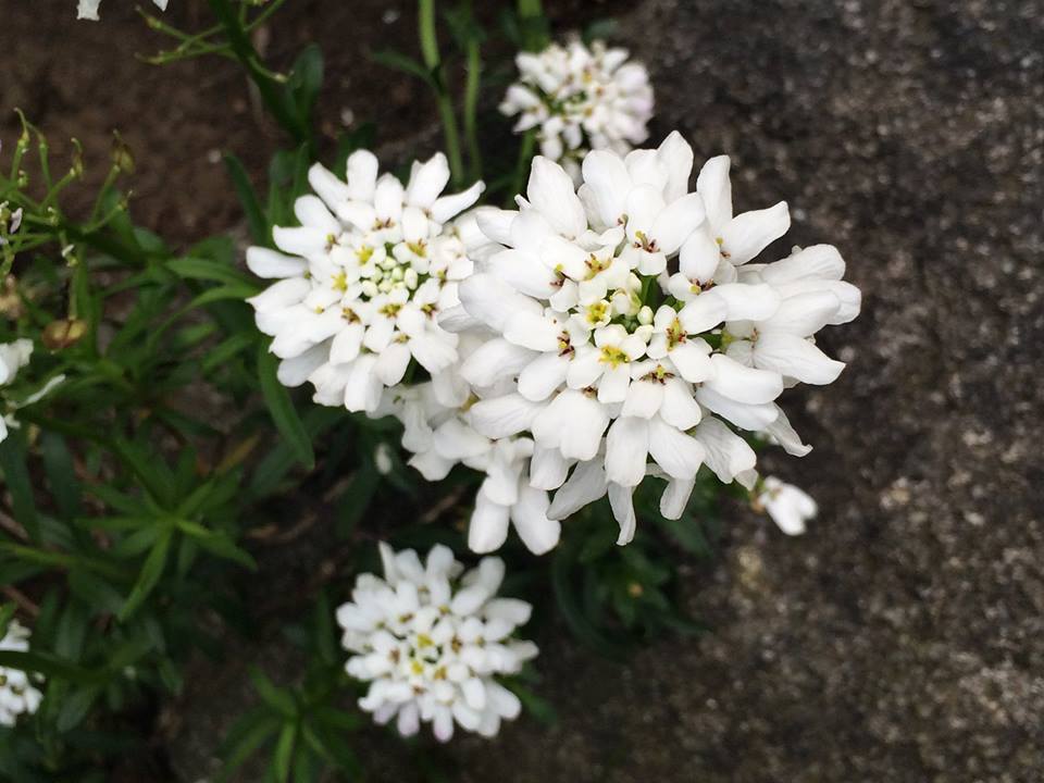 トキワナズナ 山川草木図譜