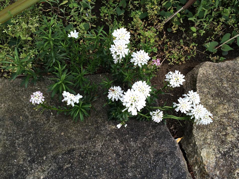 トキワナズナ 山川草木図譜