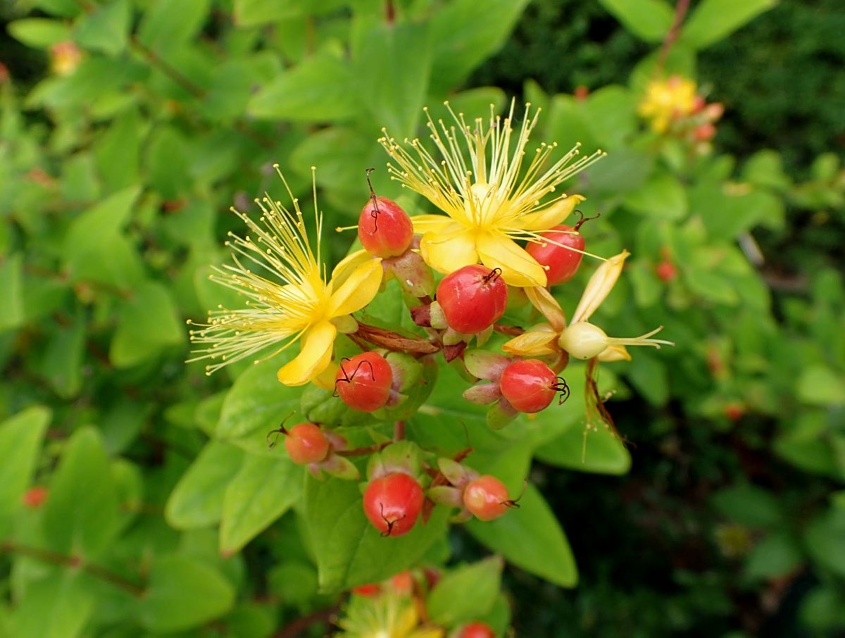 コボウズオトギリ 山川草木図譜