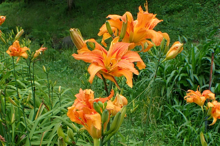 ヤブカンゾウ 山川草木図譜