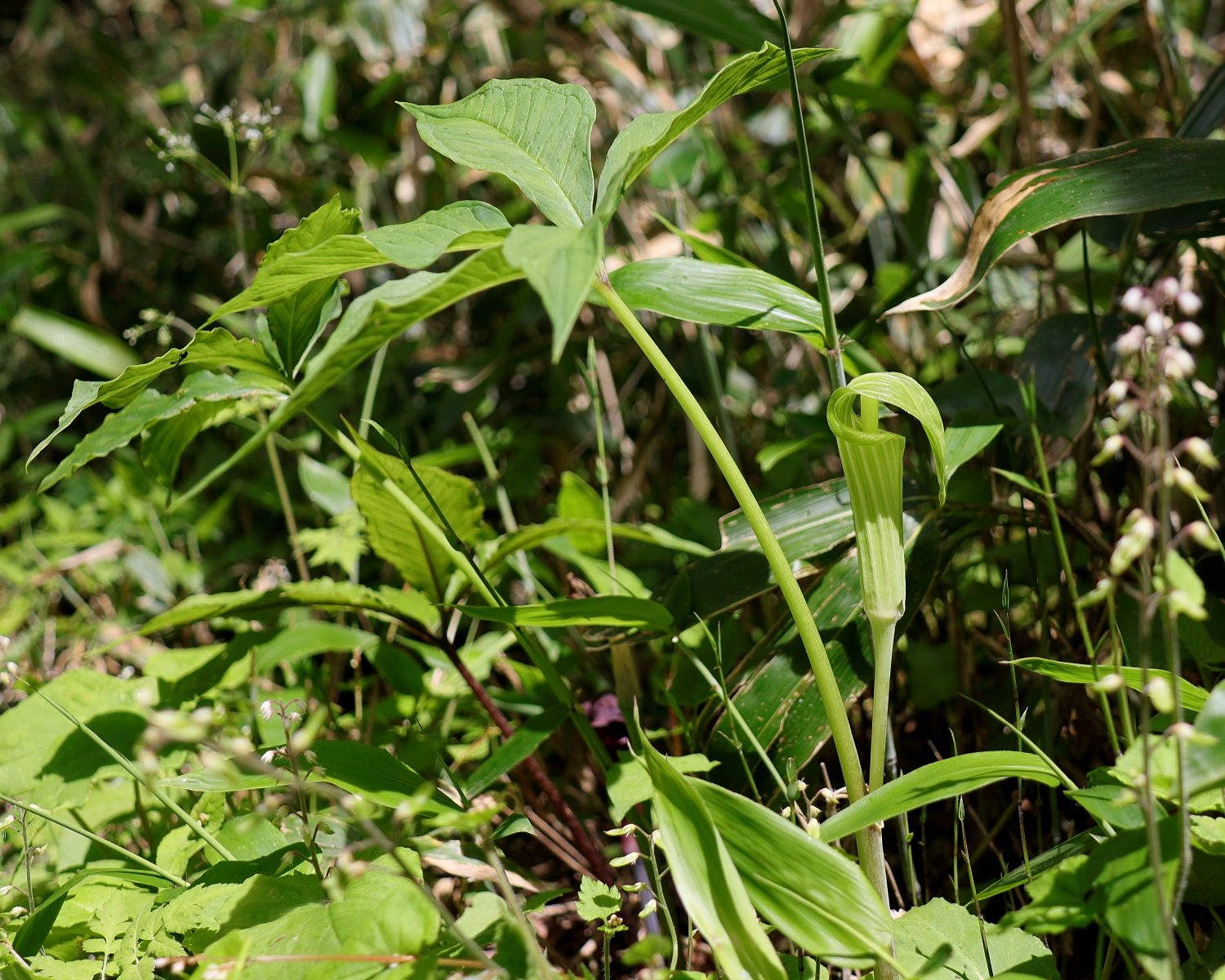 ヒロハテンナンショウ 山川草木図譜