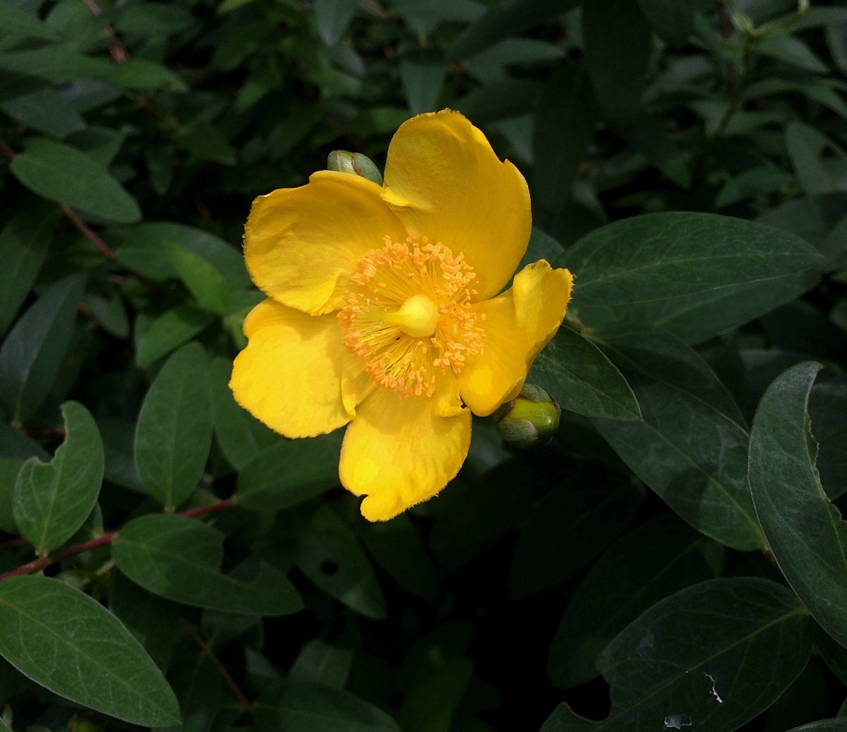 タイリンキンシバイ 山川草木図譜