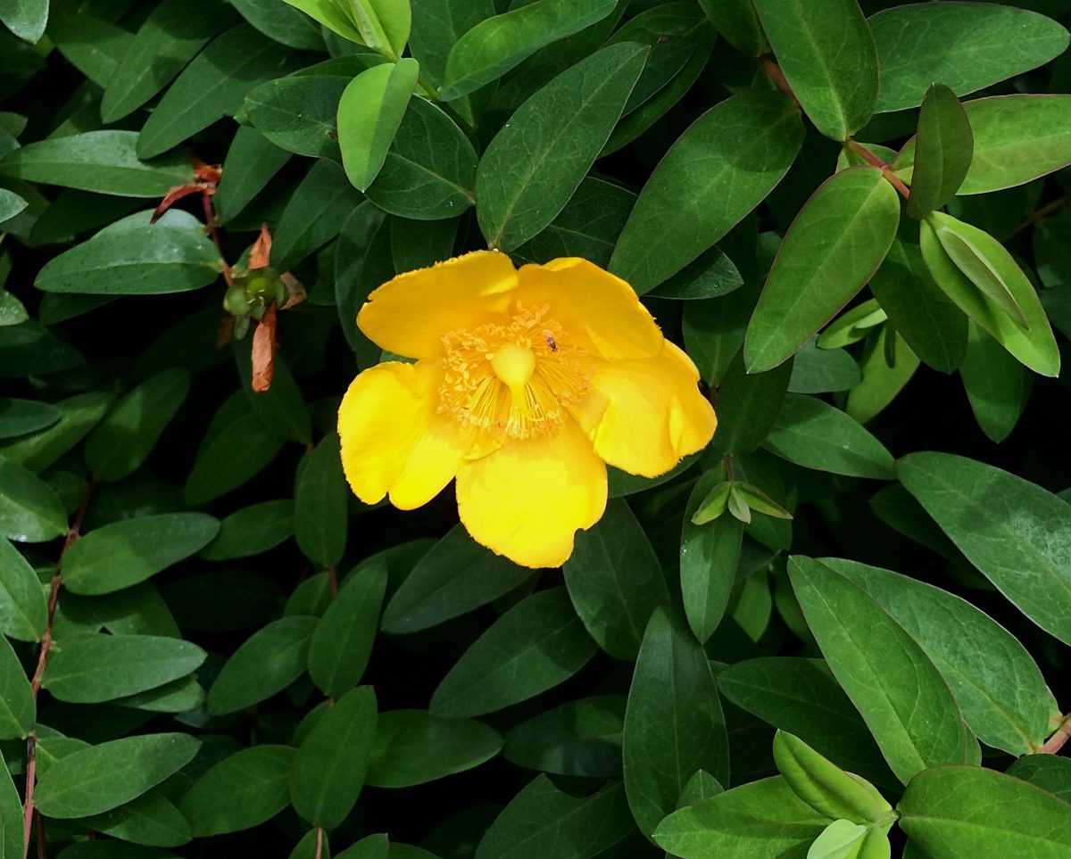 タイリンキンシバイ 山川草木図譜