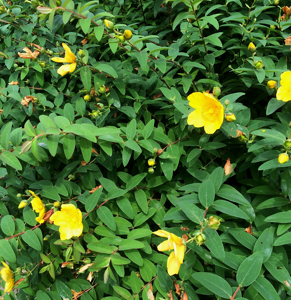 タイリンキンシバイ 山川草木図譜