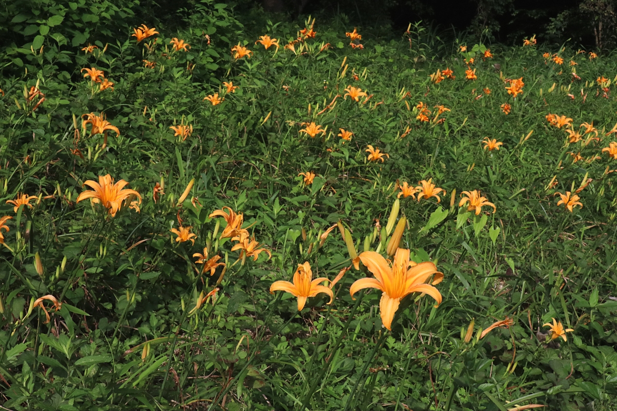ノカンゾウ 山川草木図譜