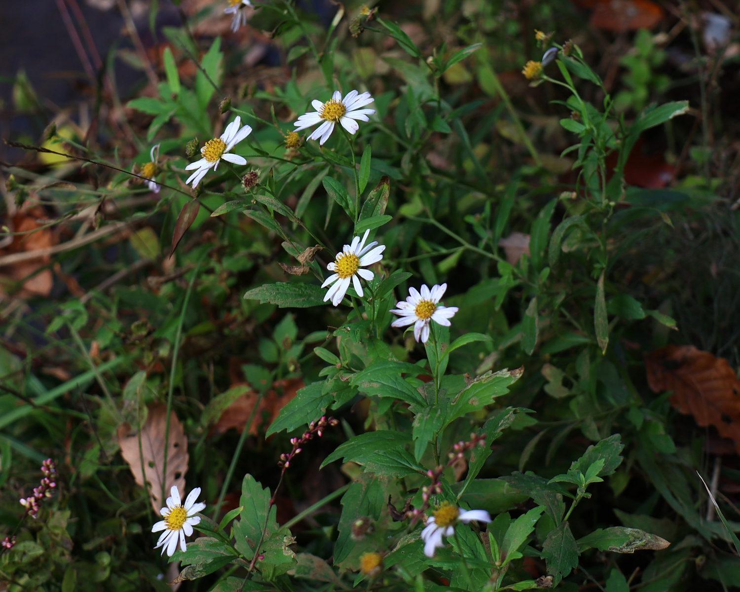 カントウヨメナ 山川草木図譜