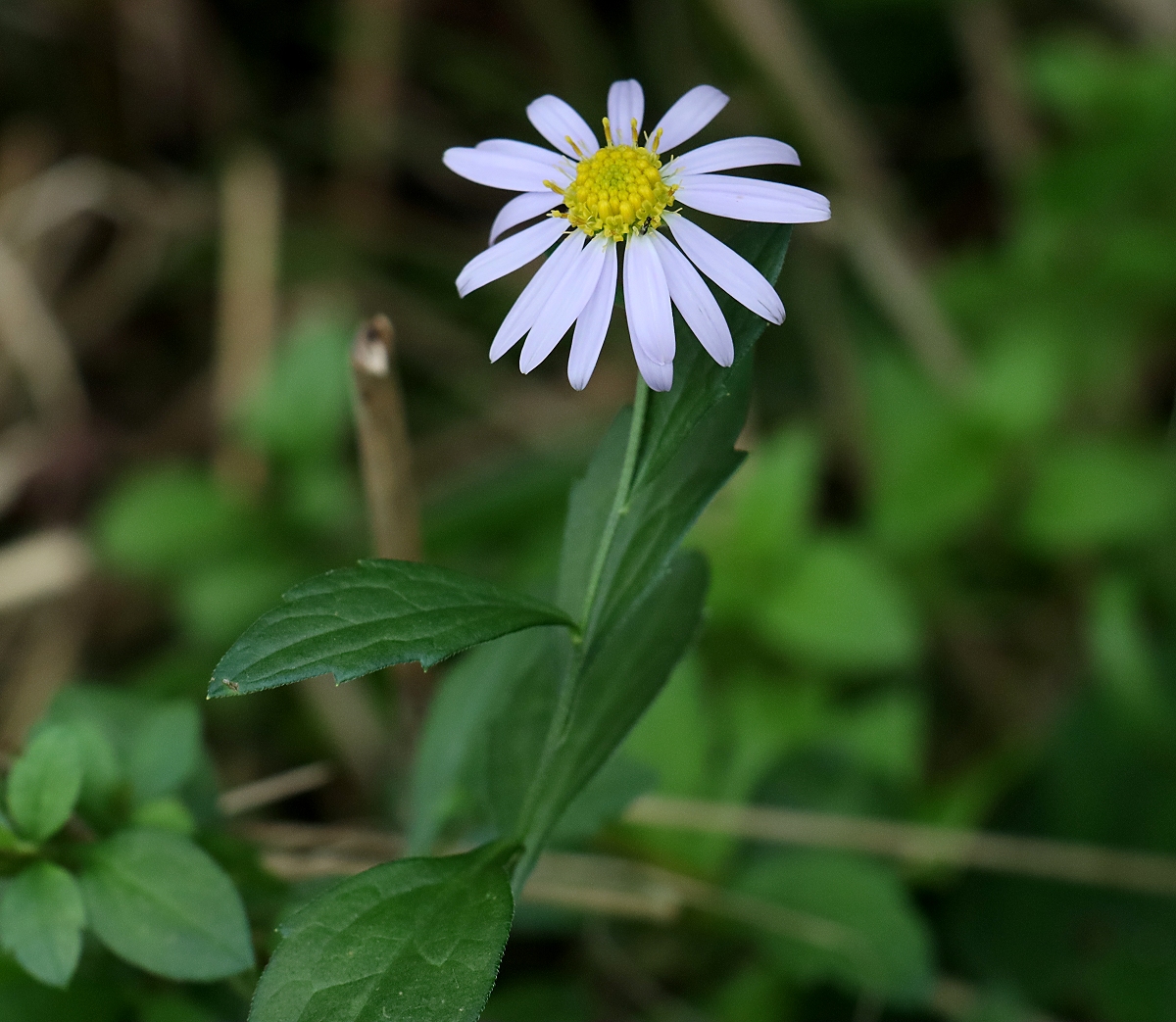カントウヨメナ 山川草木図譜