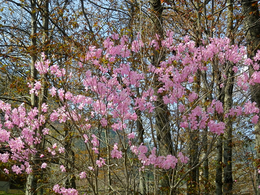 アカヤシオ 山川草木図譜