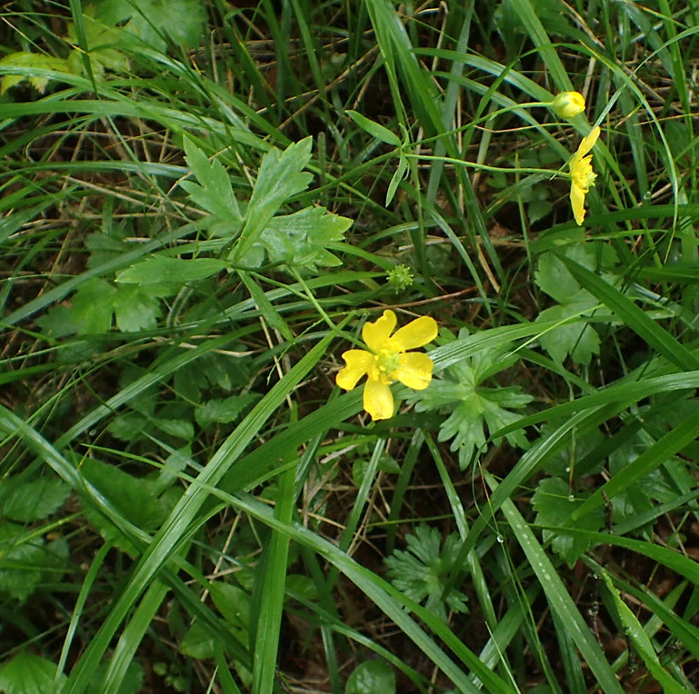 ウマノアシガタ キンポウゲ 山川草木図譜