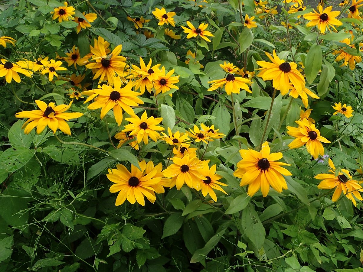 アラゲハンゴンソウ 山川草木図譜