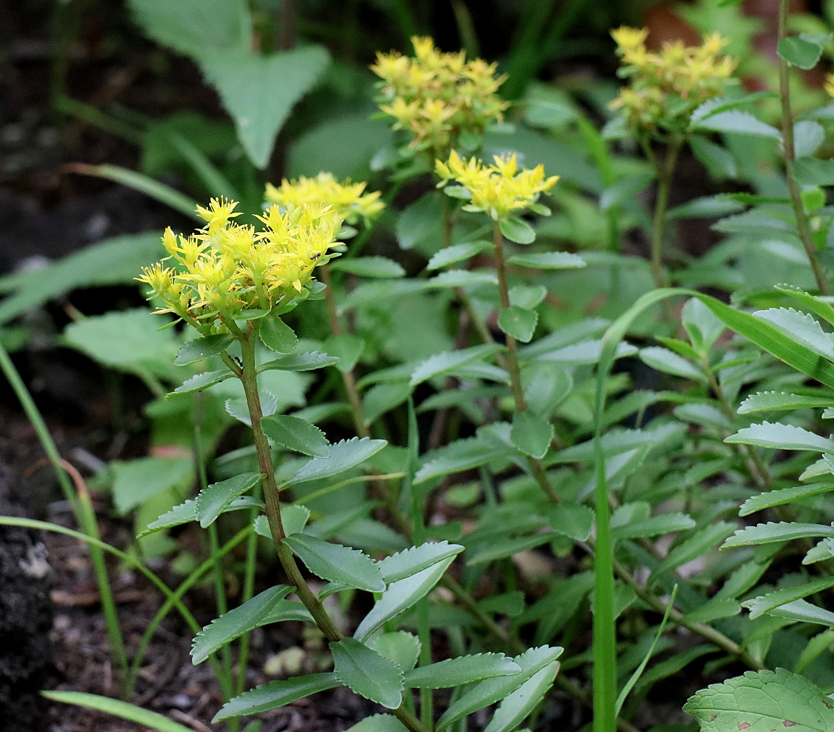 キリンソウ 山川草木図譜