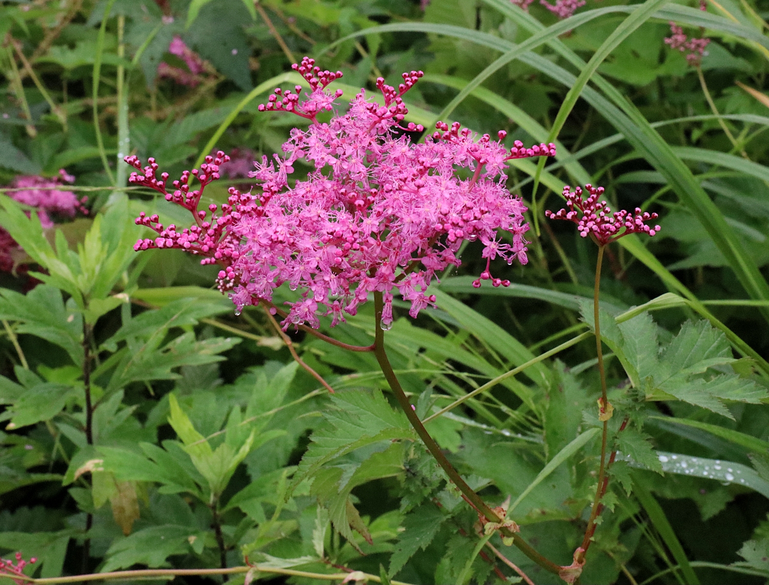 アカバナシモツケソウ 山川草木図譜 アカバナシモツケソウ 山川草木図譜