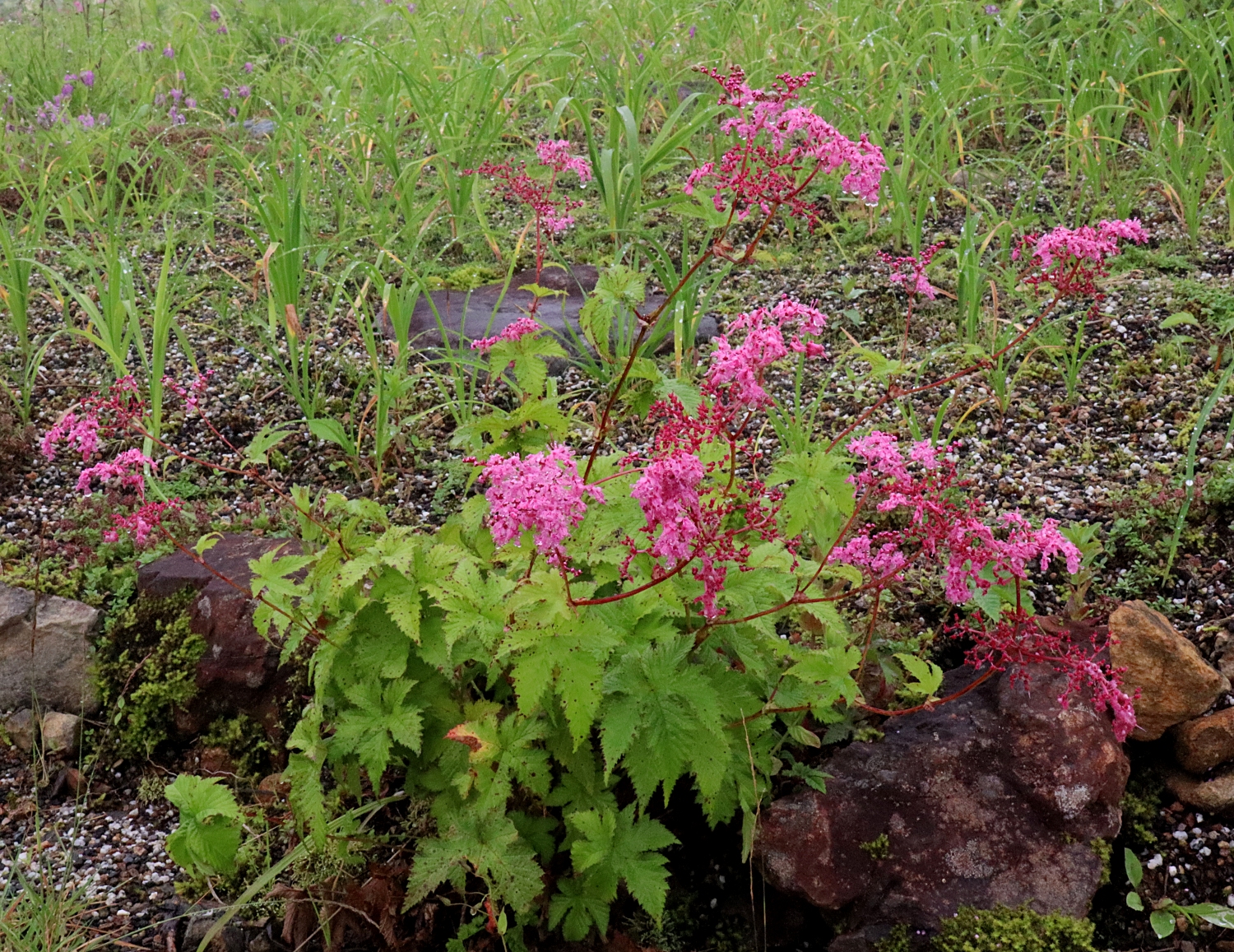 アカバナシモツケソウ 山川草木図譜 アカバナシモツケソウ 山川草木図譜