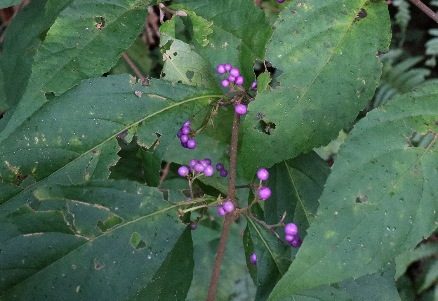 ムラサキシキブ 山川草木図譜
