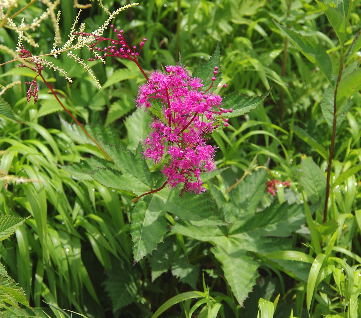 アカバナシモツケソウ 山川草木図譜 アカバナシモツケソウ 山川草木図譜