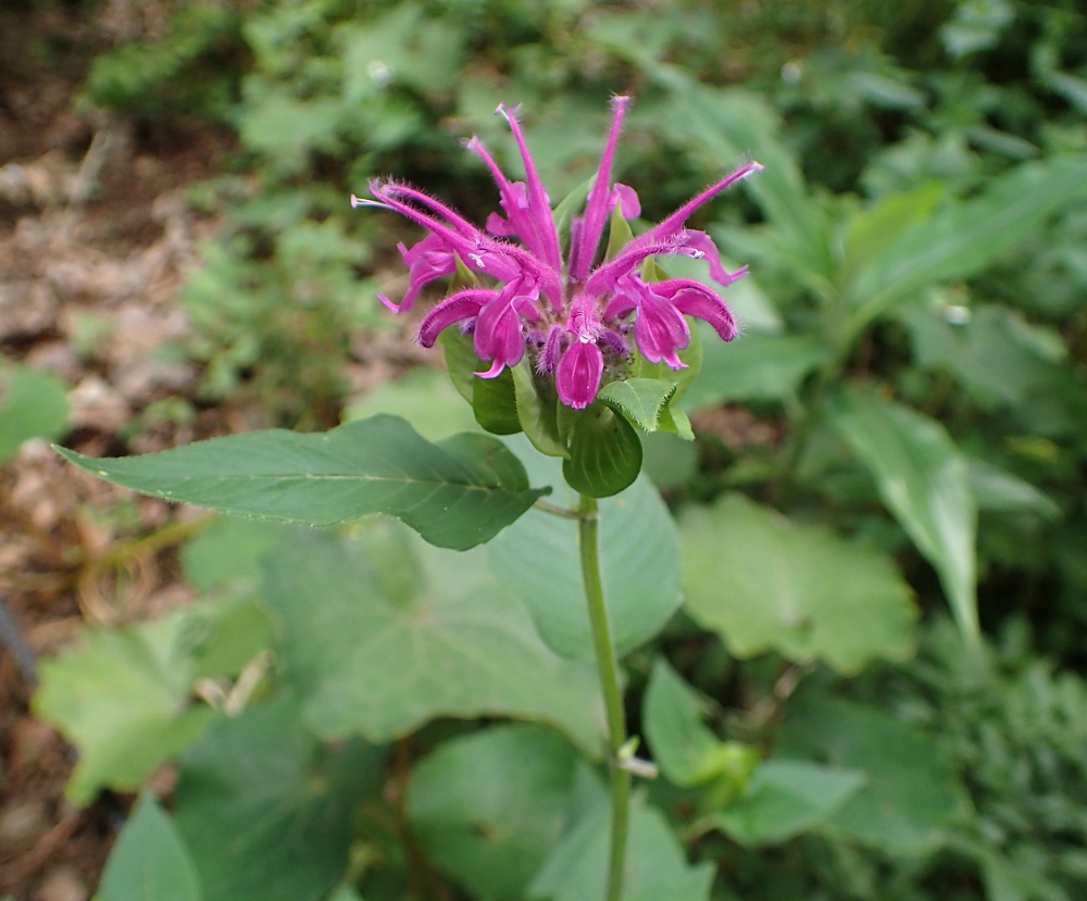 タイマツバナ 山川草木図譜