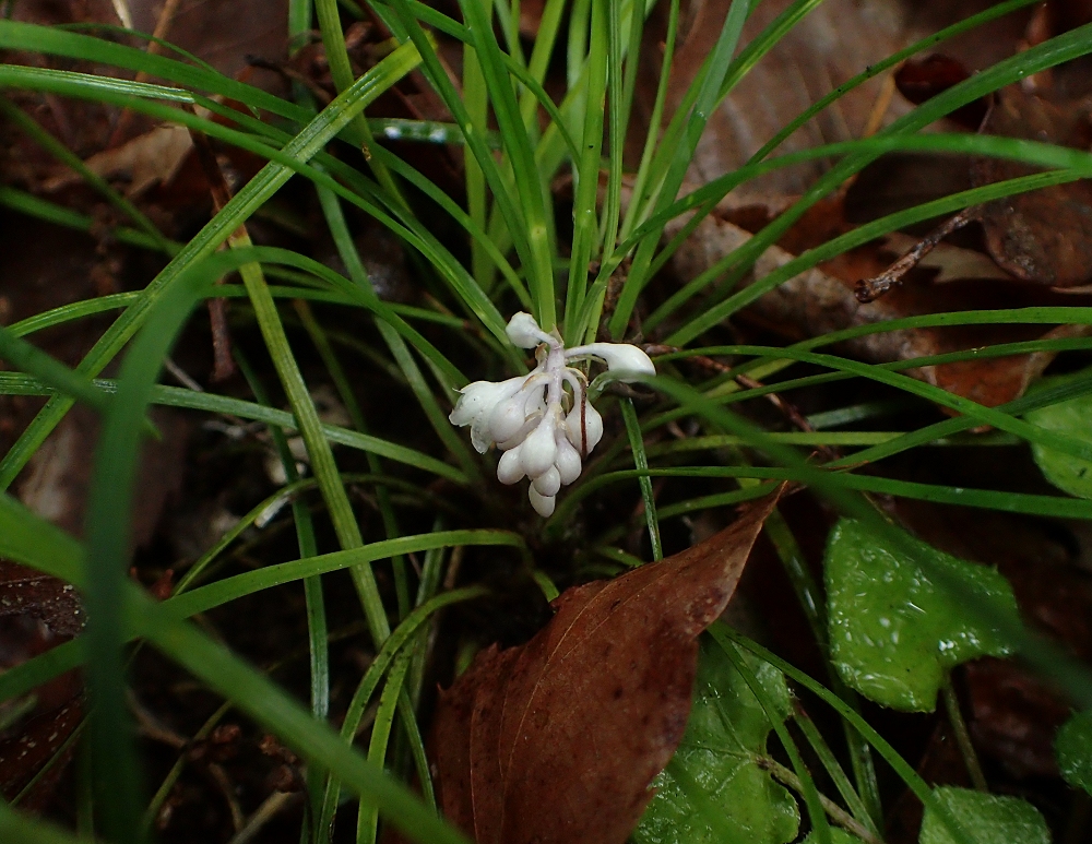 ジャノヒゲ 山川草木図譜 ジャノヒゲ 山川草木図譜