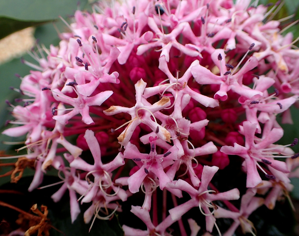 ボタンクサギ 山川草木図譜 ボタンクサギ 山川草木図譜
