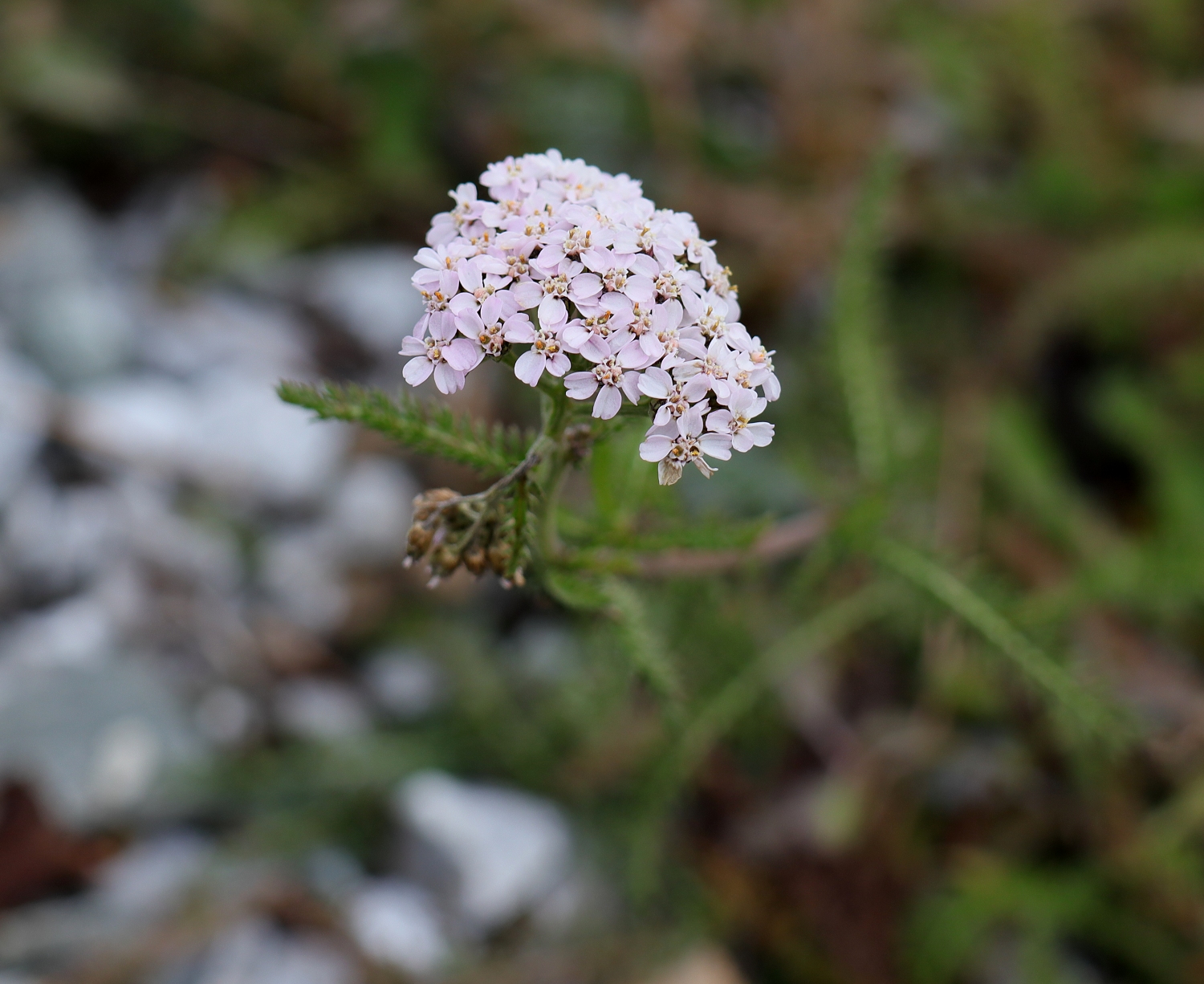 セイヨウノコギリソウ 山川草木図譜