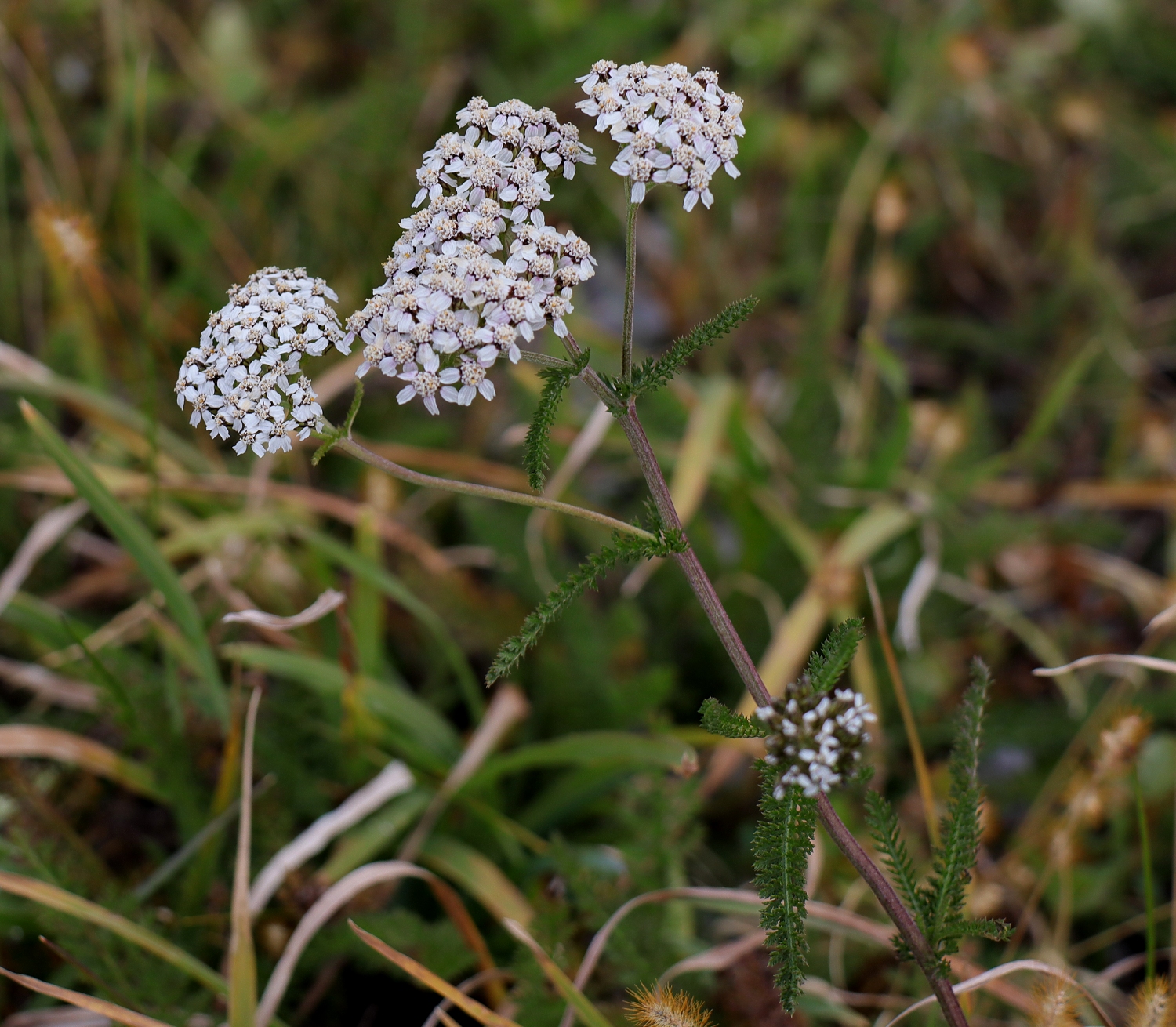 セイヨウノコギリソウ 山川草木図譜