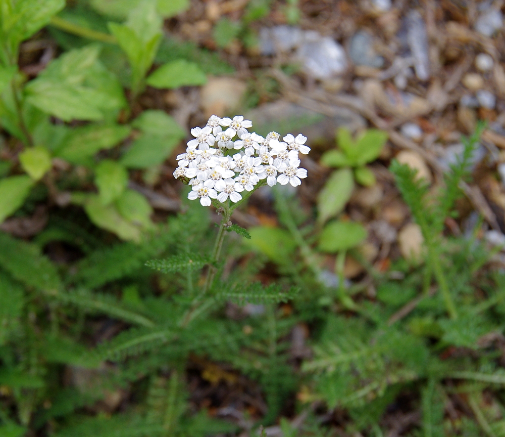 セイヨウノコギリソウ 山川草木図譜