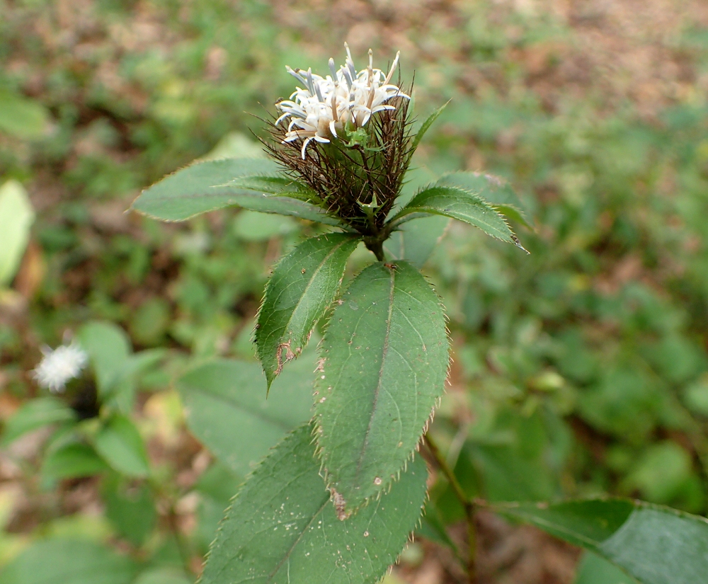 オケラ 山川草木図譜