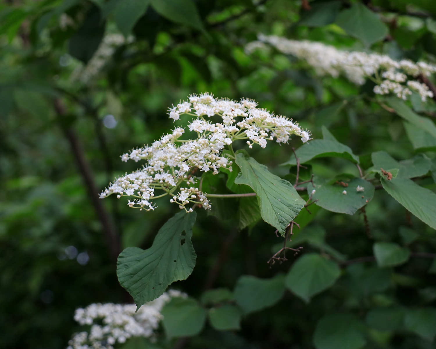 ガマズミ 山川草木図譜