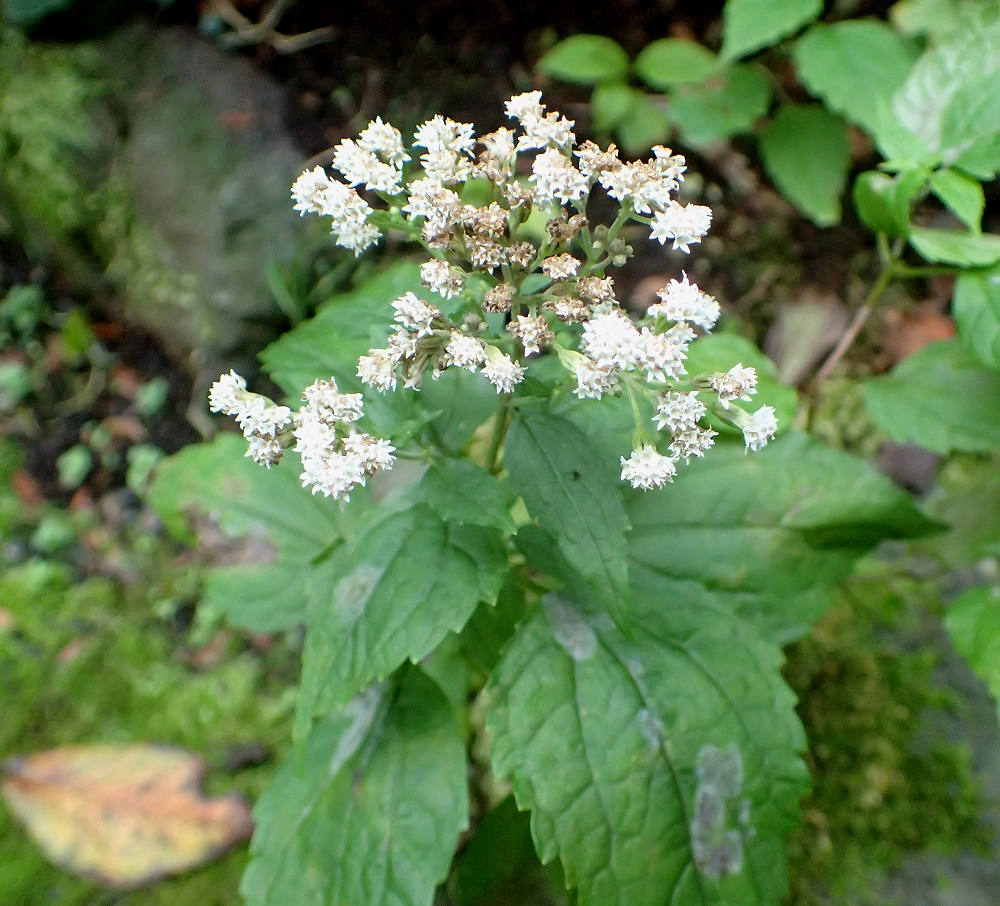 マルバフジバカマ 山川草木図譜