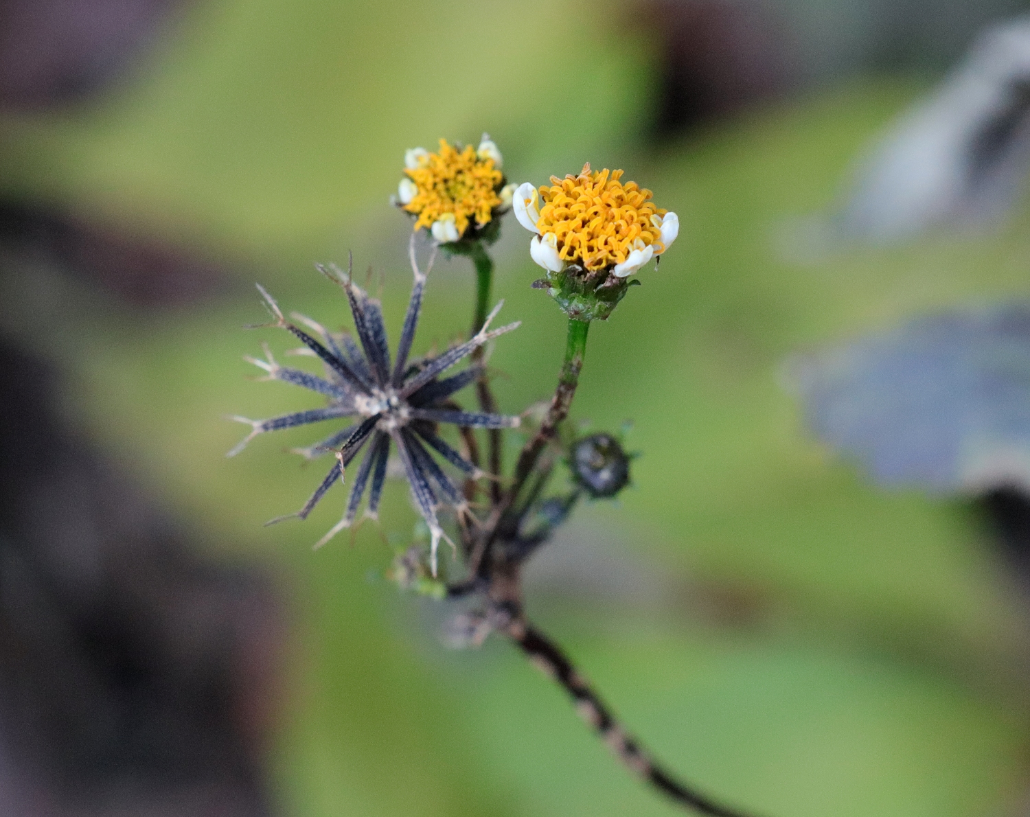 アイノコセンダングサ 山川草木図譜
