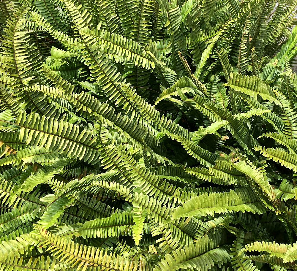 タマシダ 山川草木図譜