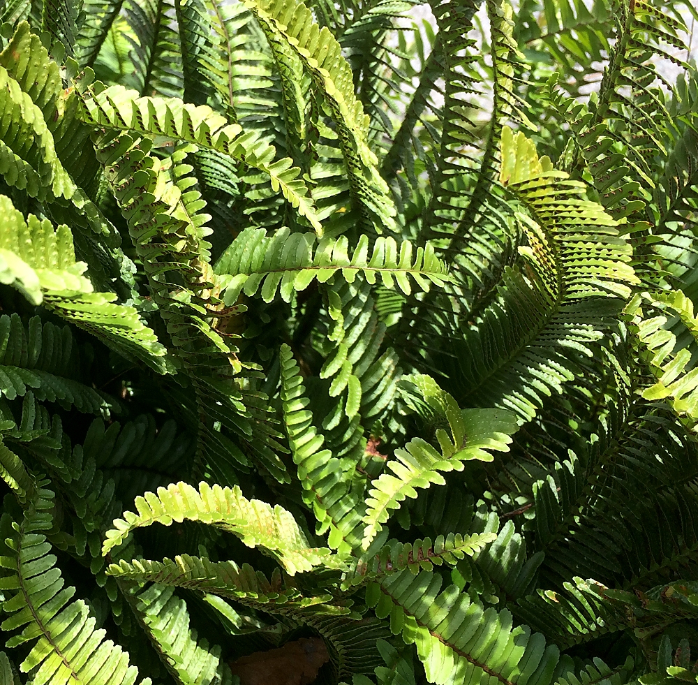 タマシダ 山川草木図譜