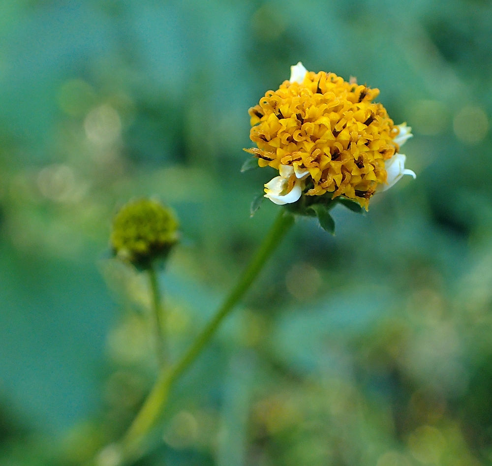 アイノコセンダングサ 山川草木図譜
