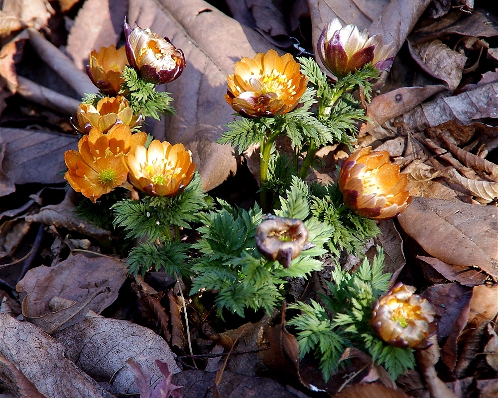 フクジュソウ 秩父紅 山川草木図譜