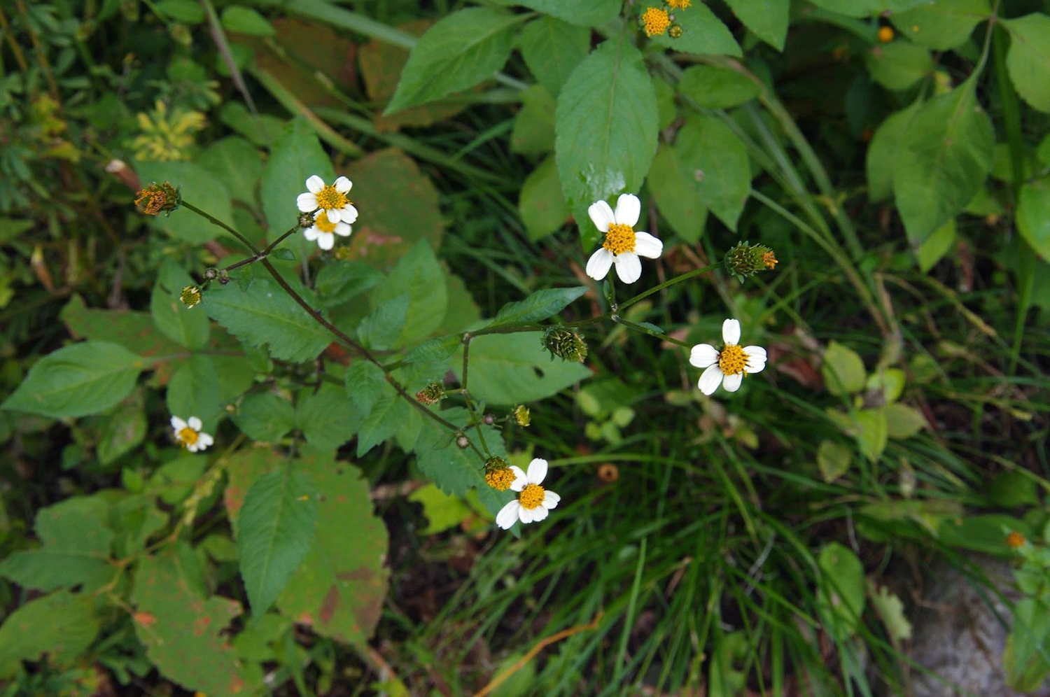 コシロノセンダングサ 山川草木図譜